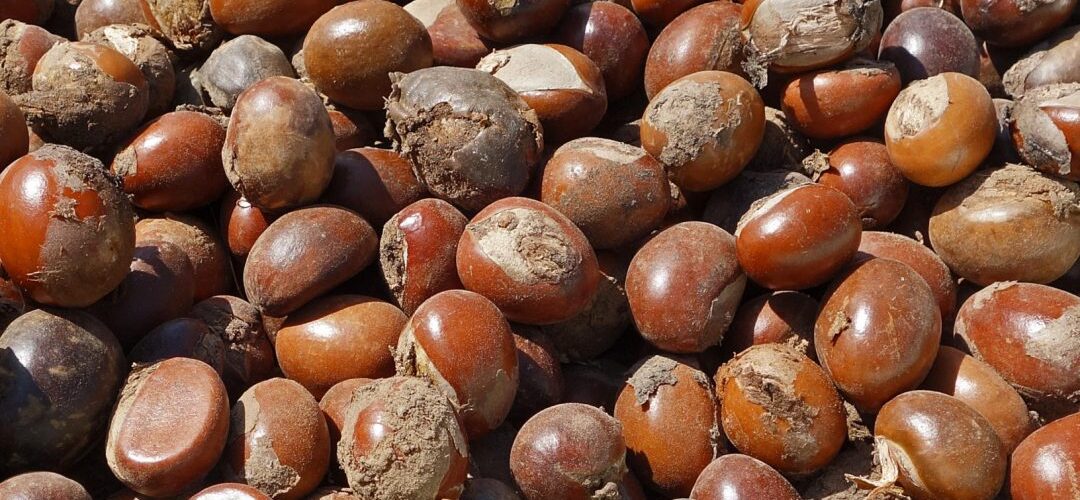 Shea nuts Photo credit: @BayoOnanuga on X