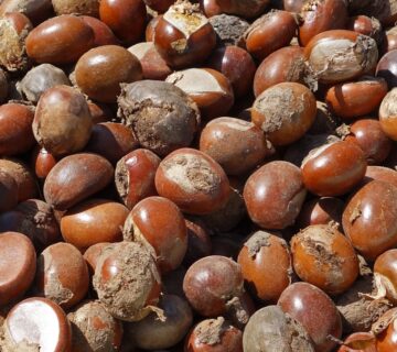 Shea nuts Photo credit: @BayoOnanuga on X