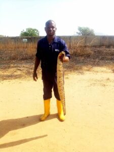 Oyesola Peter poses with a Gaboon viper caught in his fish farm