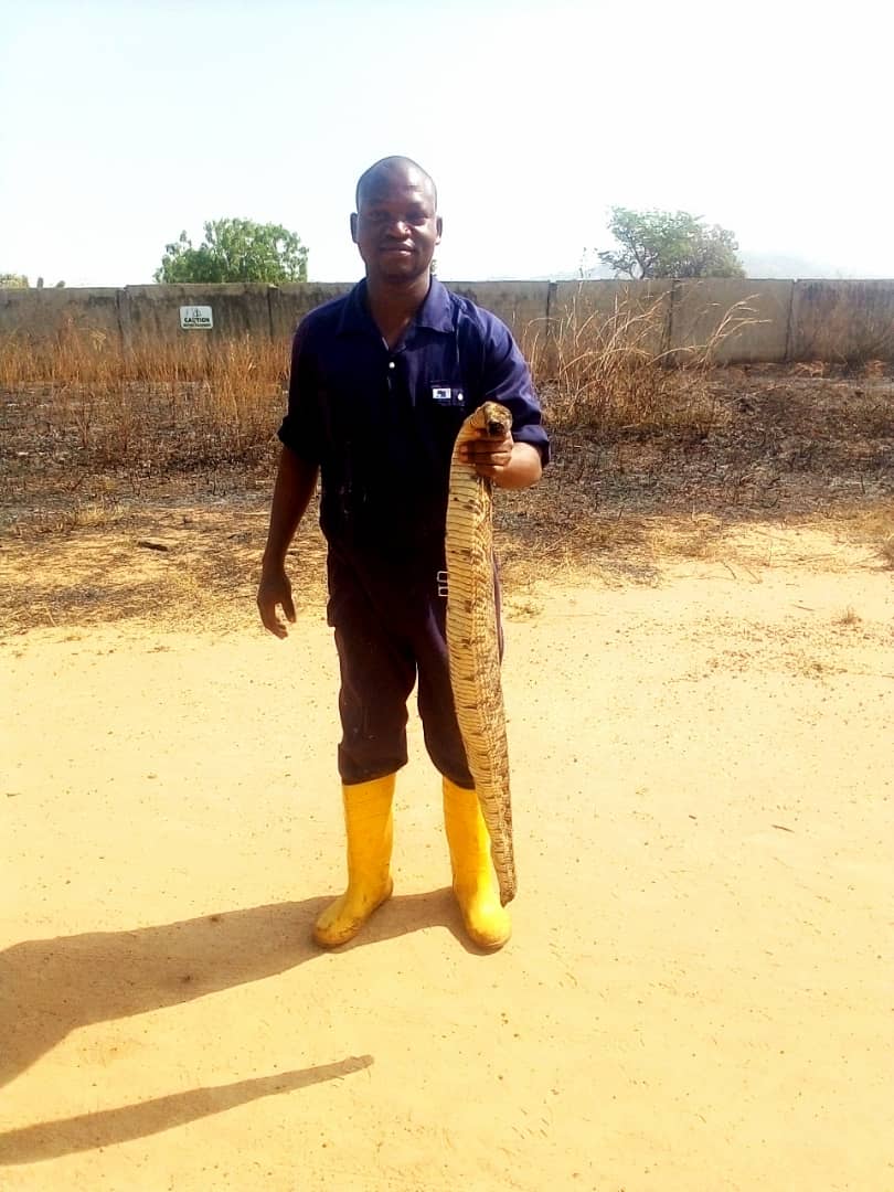 Oyesola Peter poses with a Gaboon viper caught in his fish farm