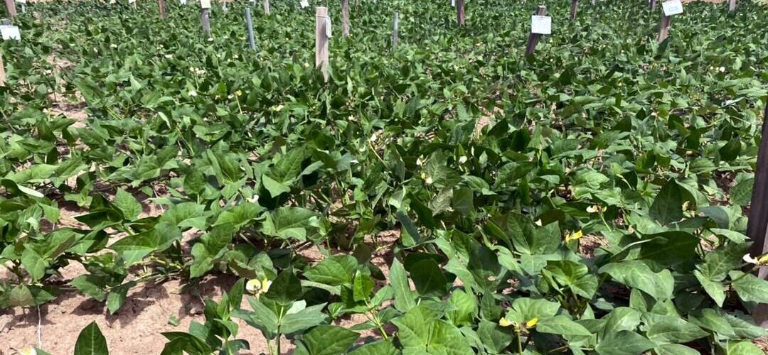 Farm (Picture used to illustrate the story)