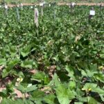 Farm (Picture used to illustrate the story)