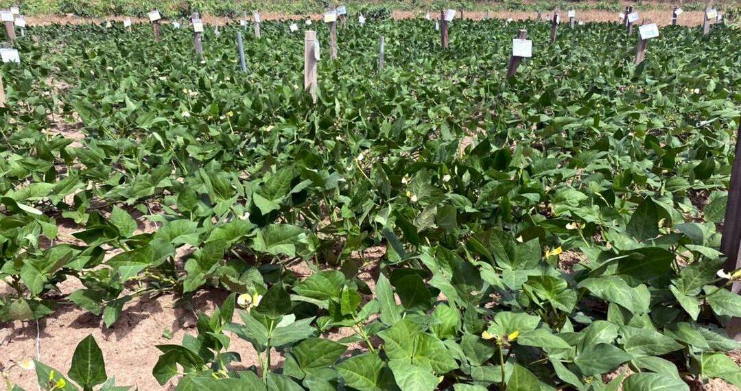 Farm (Picture used to illustrate the story)