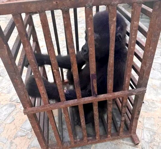 Baby gorilla