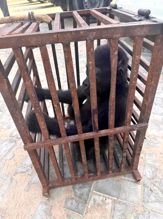 Baby gorilla