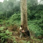 A Nigerian forest used to illustrate the story 