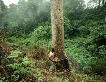 A Nigerian forest used to illustrate the story 