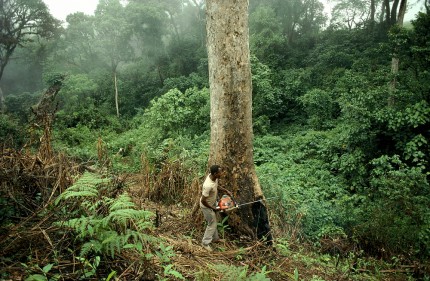 A Nigerian forest used to illustrate the story