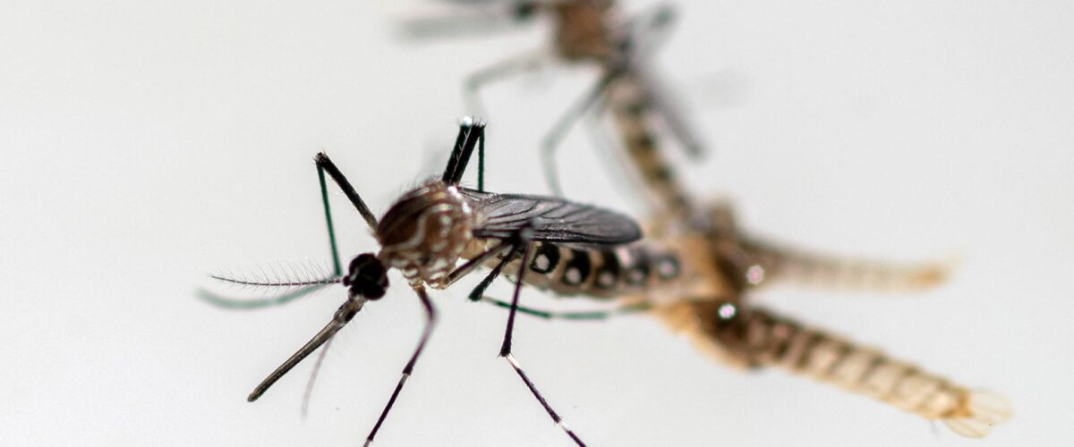 Aedes aegypti mosquitos
