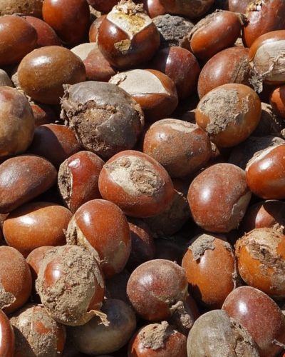 Shea nuts Photo credit: @BayoOnanuga on X