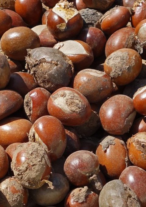 Shea nuts Photo credit: @BayoOnanuga on X