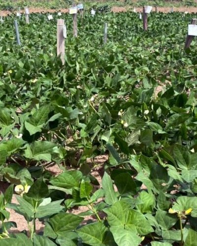 Farm (Picture used to illustrate the story)