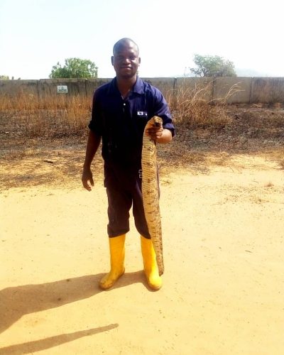 Oyesola Peter poses with a Gaboon viper caught in his fish farm