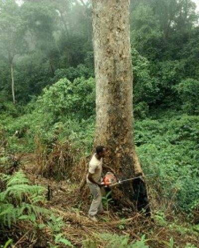 A Nigerian forest used to illustrate the story.