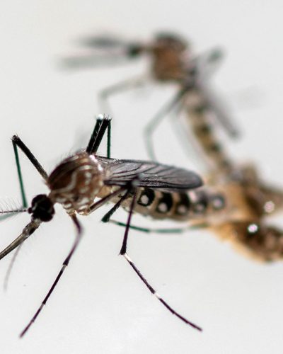 Aedes aegypti mosquitos